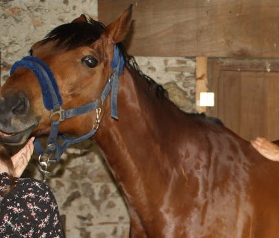 Psychonomie animale sur un cheval à Saint-Dié